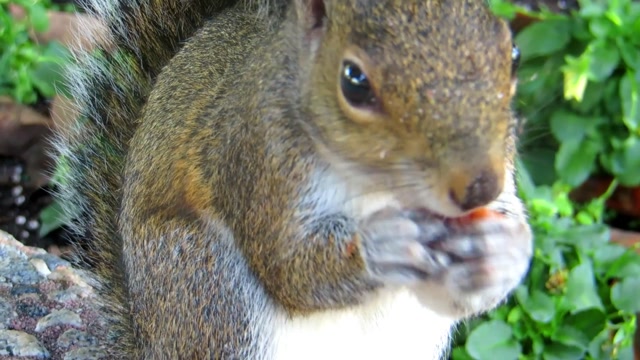 Curious and Energetic Squirrels