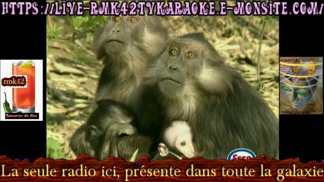 super best of les chat qui dance 2026 six heure