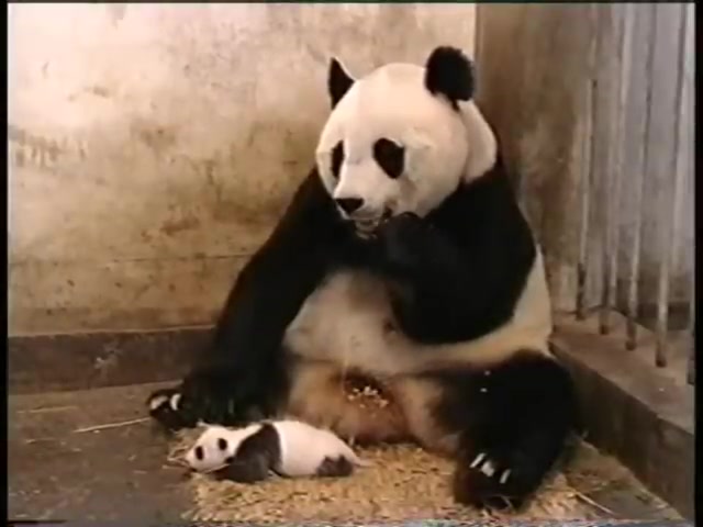 Scared Panda