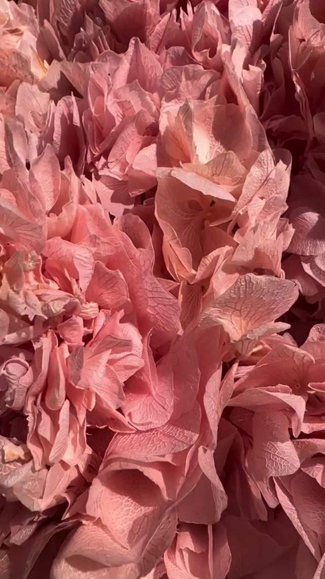 Premium Preserved Hydrangeas at Prices That Actually Make Sense | Dried Flowers & Decor UK