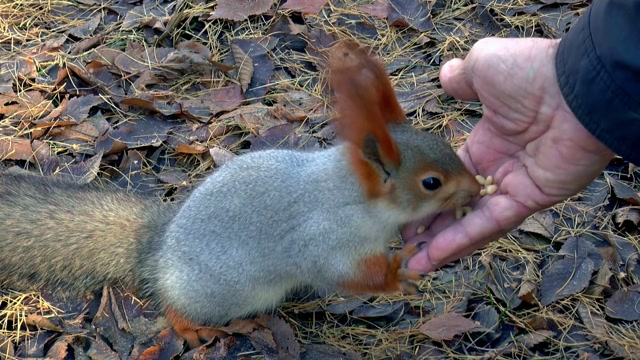 Playful and Agile Squirrels