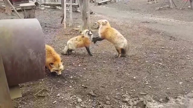 Screaming Foxes -42P_iYrthM