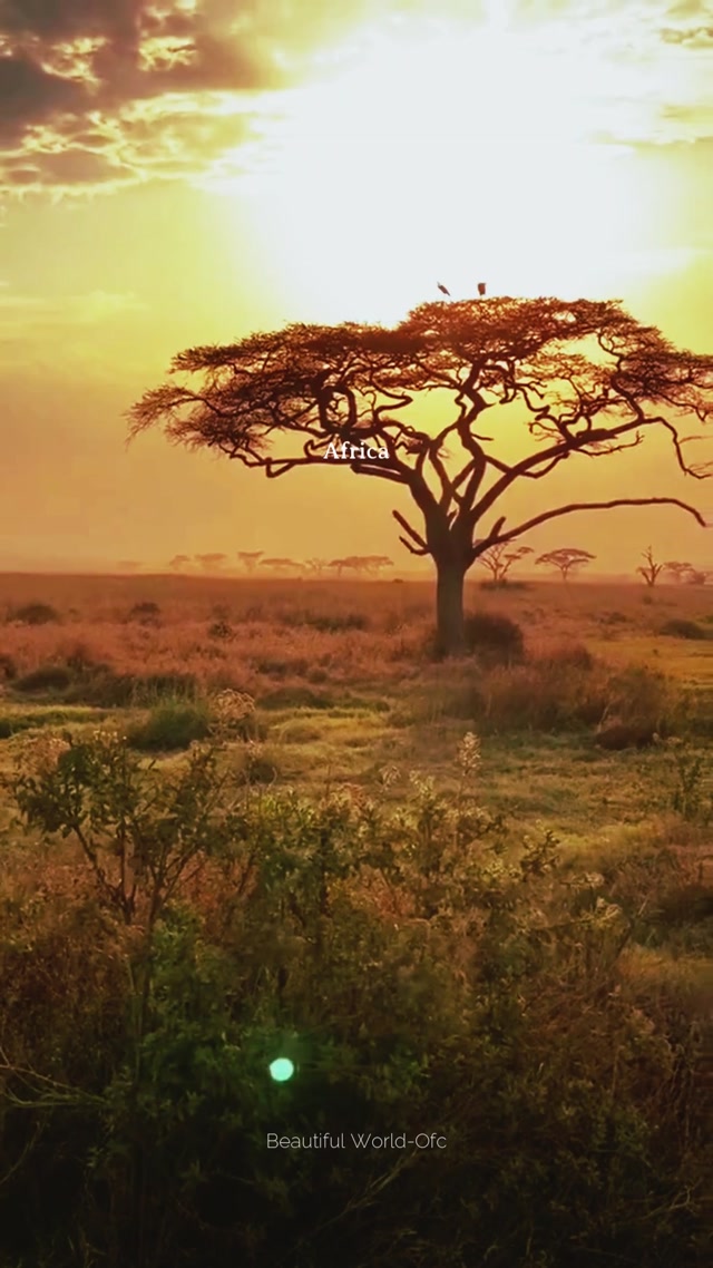 Africa 