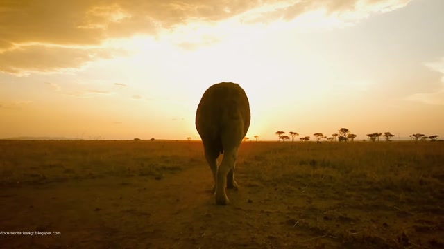 Serengeti - 01.01 Destiny