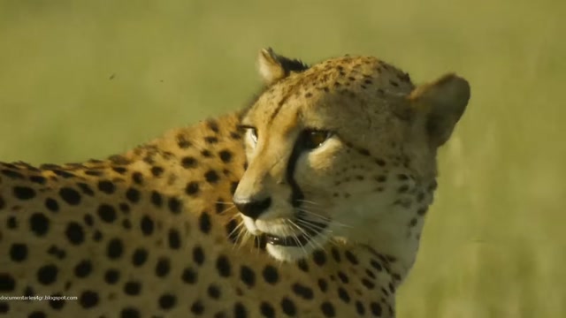 Serengeti - 01.02 Conflict