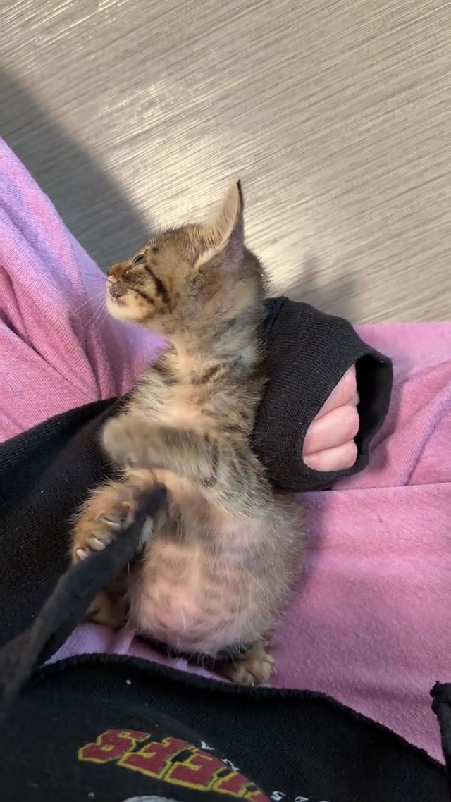 Cute cats 😂