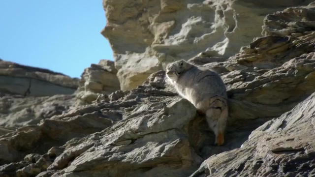 Wild Cats of India 01