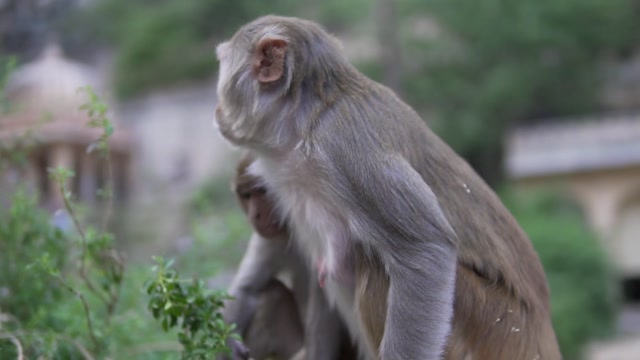 Curious Monkeys: Agile and Social