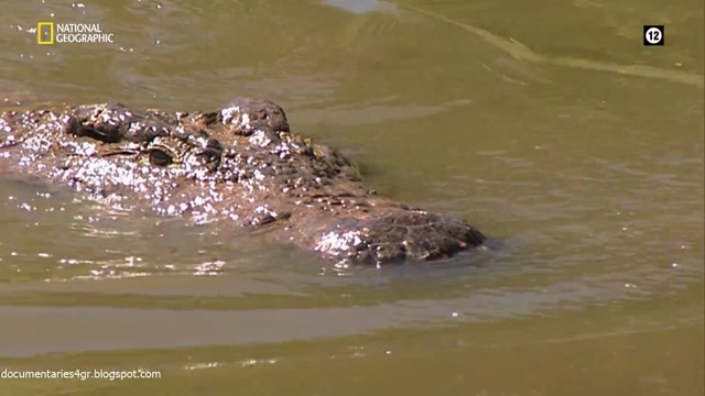 Κροκόδειλοι του Οκαβάνγκο (Crocodiles of the Okavango)