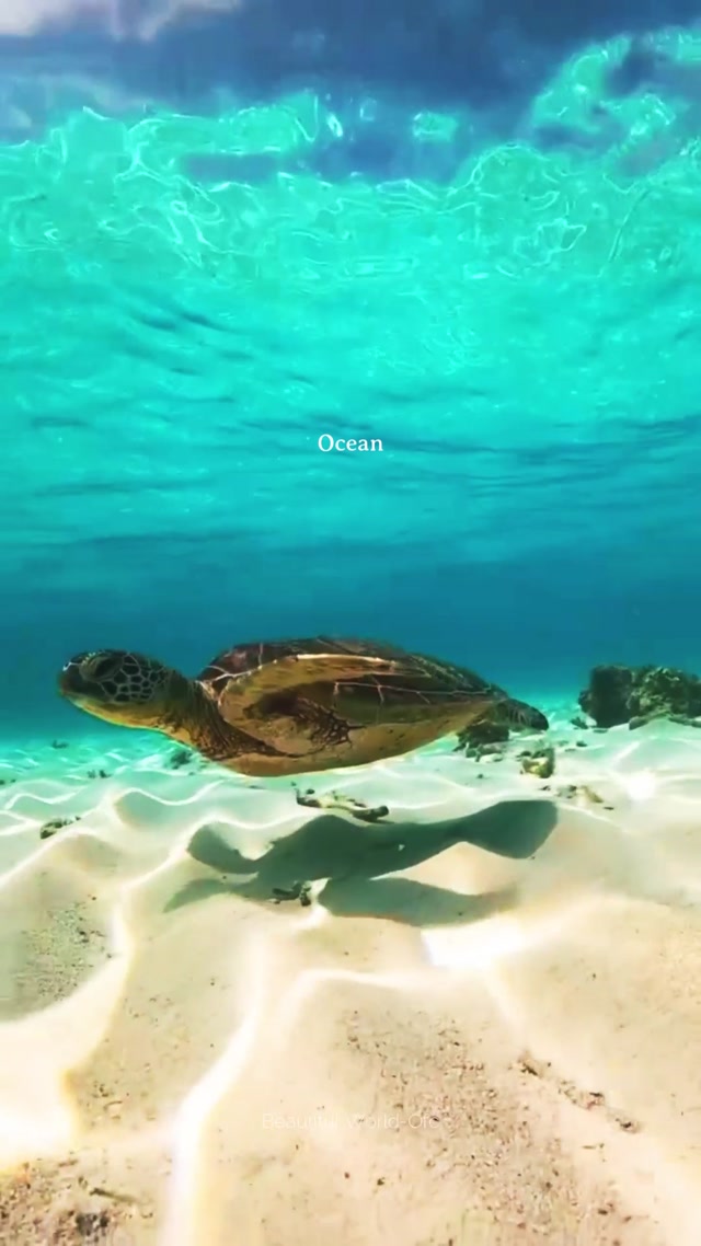 Ocean 