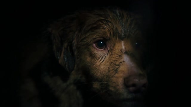 Good Boy (2025) El TERROR que solo los perros pueden ver