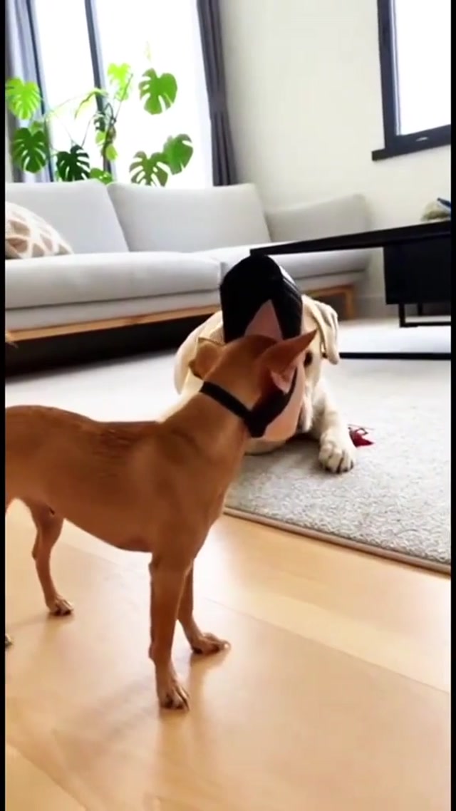 Funny reactions and emotions!