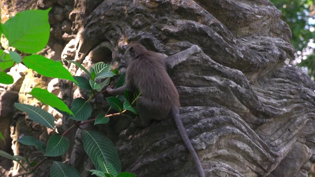 Curious and Playful Monkeys