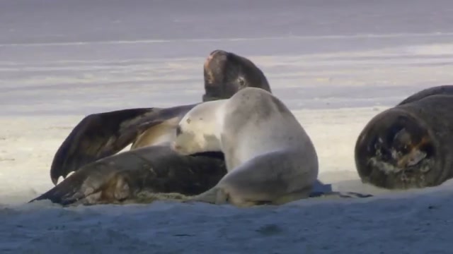 Wildlife - VidLii