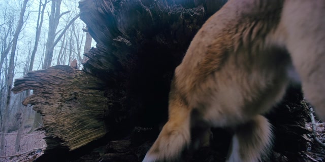 Good Boy: Confía en su instinto (2025)