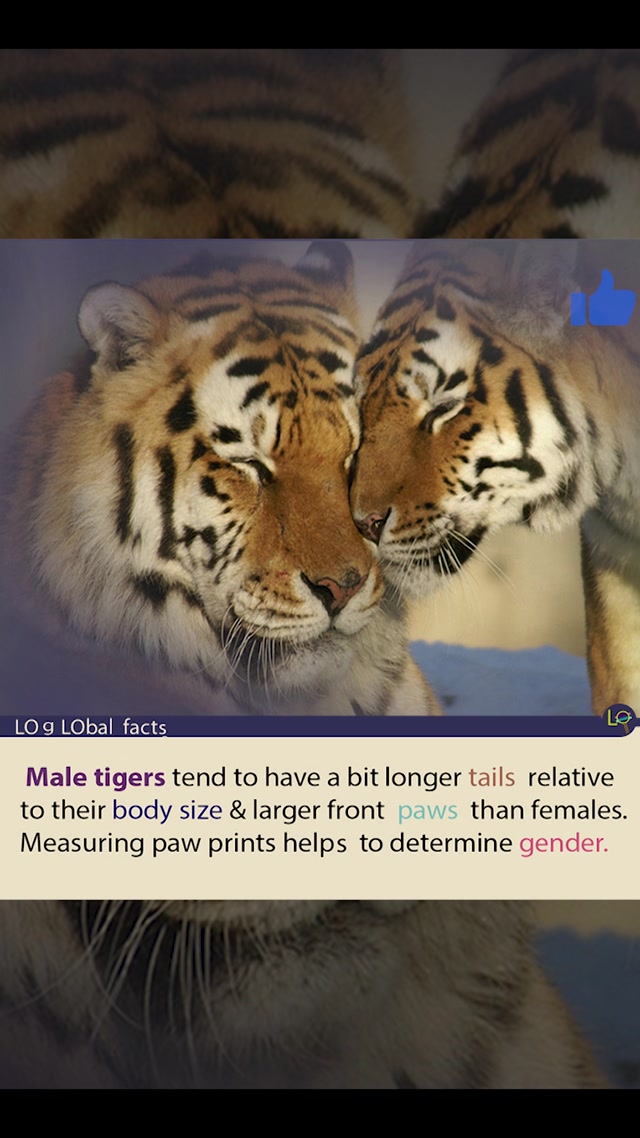 Male vs. Female Tigers: How Tail Length and Paw Size Reveal Gender