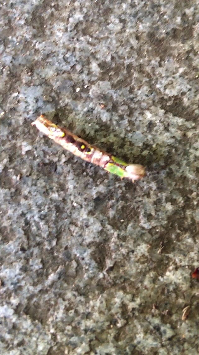 尺取虫