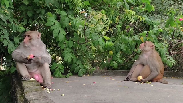 Intelligent and Playful Monkeys