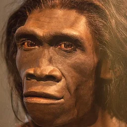 ramapithecus
