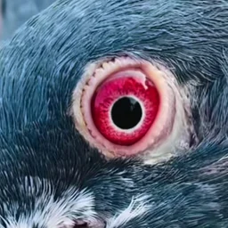 hasu
