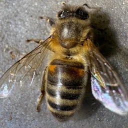 melifera